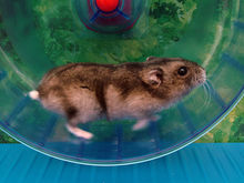 Hamsterrad